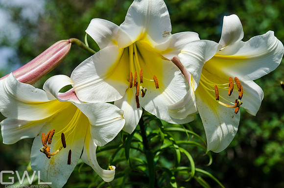 DSC_1101